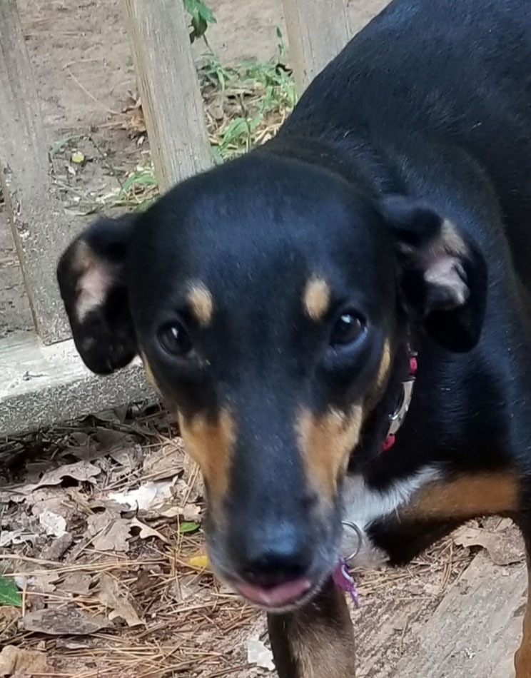 Enlarge Numi, a Adoptable mixed breed in Plantersville, TX image 2/6