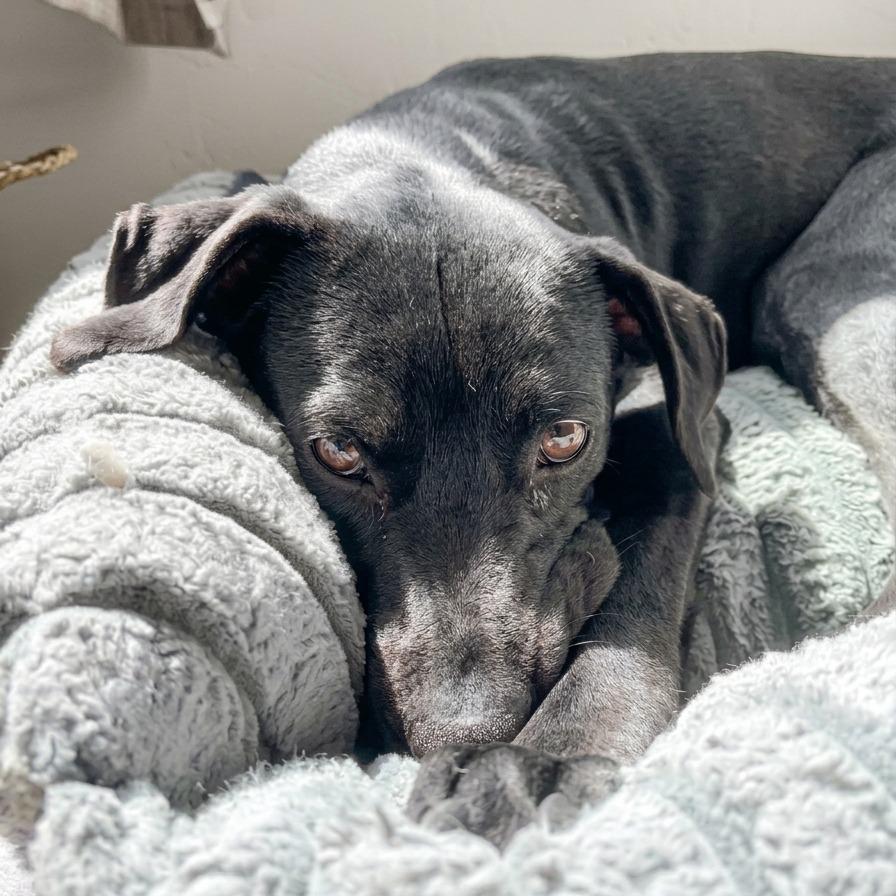 Ron, Adoptable, Adult Male Labrador Retriever.