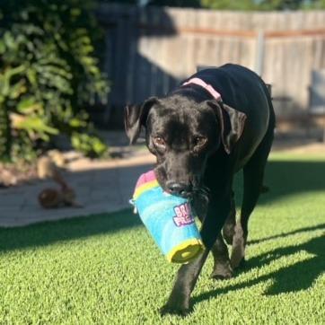 Ron, Adoptable, Adult Male Labrador Retriever.