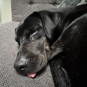 Enlarge Ron, a Adoptable Labrador Retriever in San Diego, CA image 3/6