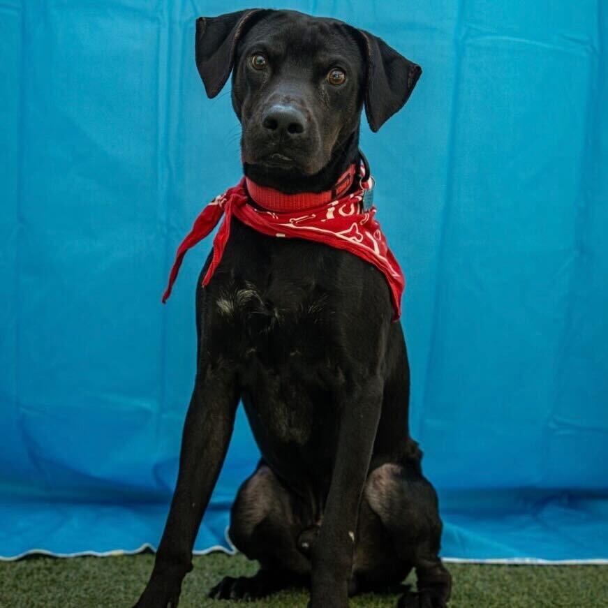 Enlarge Ron, a Adoptable Labrador Retriever in San Diego, CA image 3/6