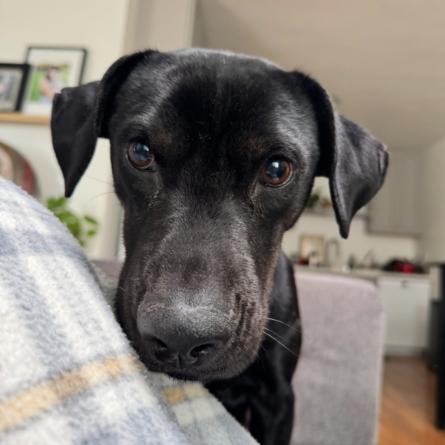 Enlarge Ron, a Adoptable Labrador Retriever in San Diego, CA image 5/6