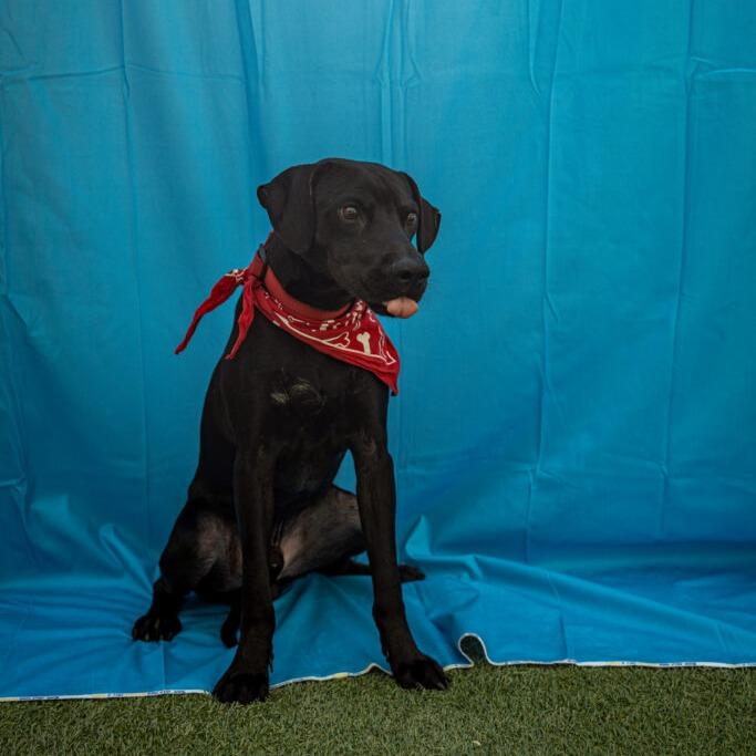 Enlarge Ron, a Adoptable Labrador Retriever in San Diego, CA image 4/6