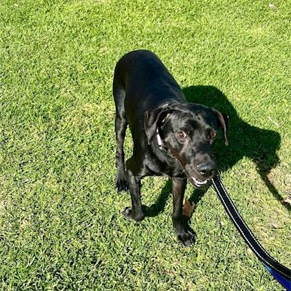 Enlarge Ron, a Adoptable Labrador Retriever in San Diego, CA image 5/6