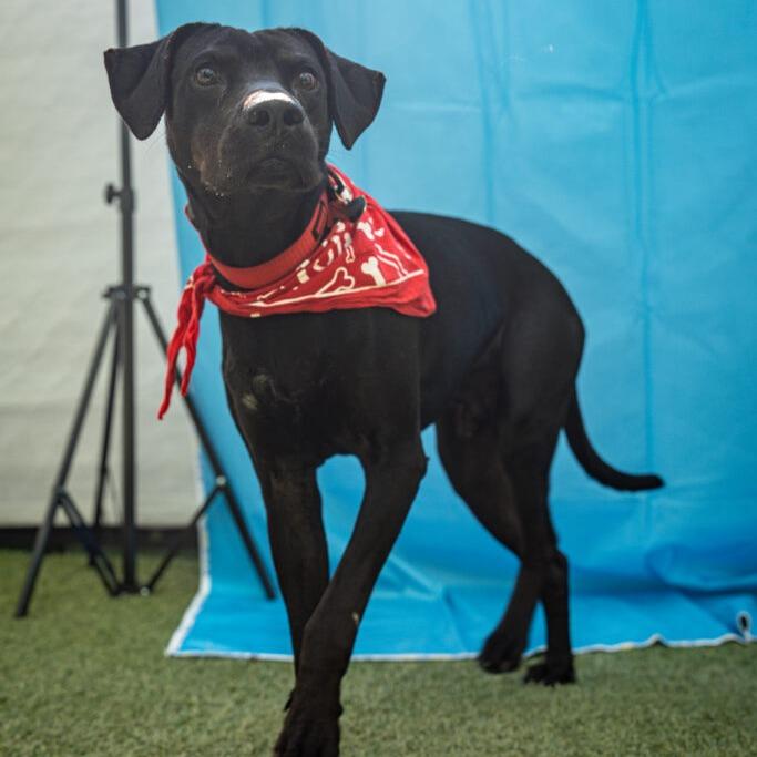 Enlarge Ron, a Adoptable Labrador Retriever in San Diego, CA image 6/6