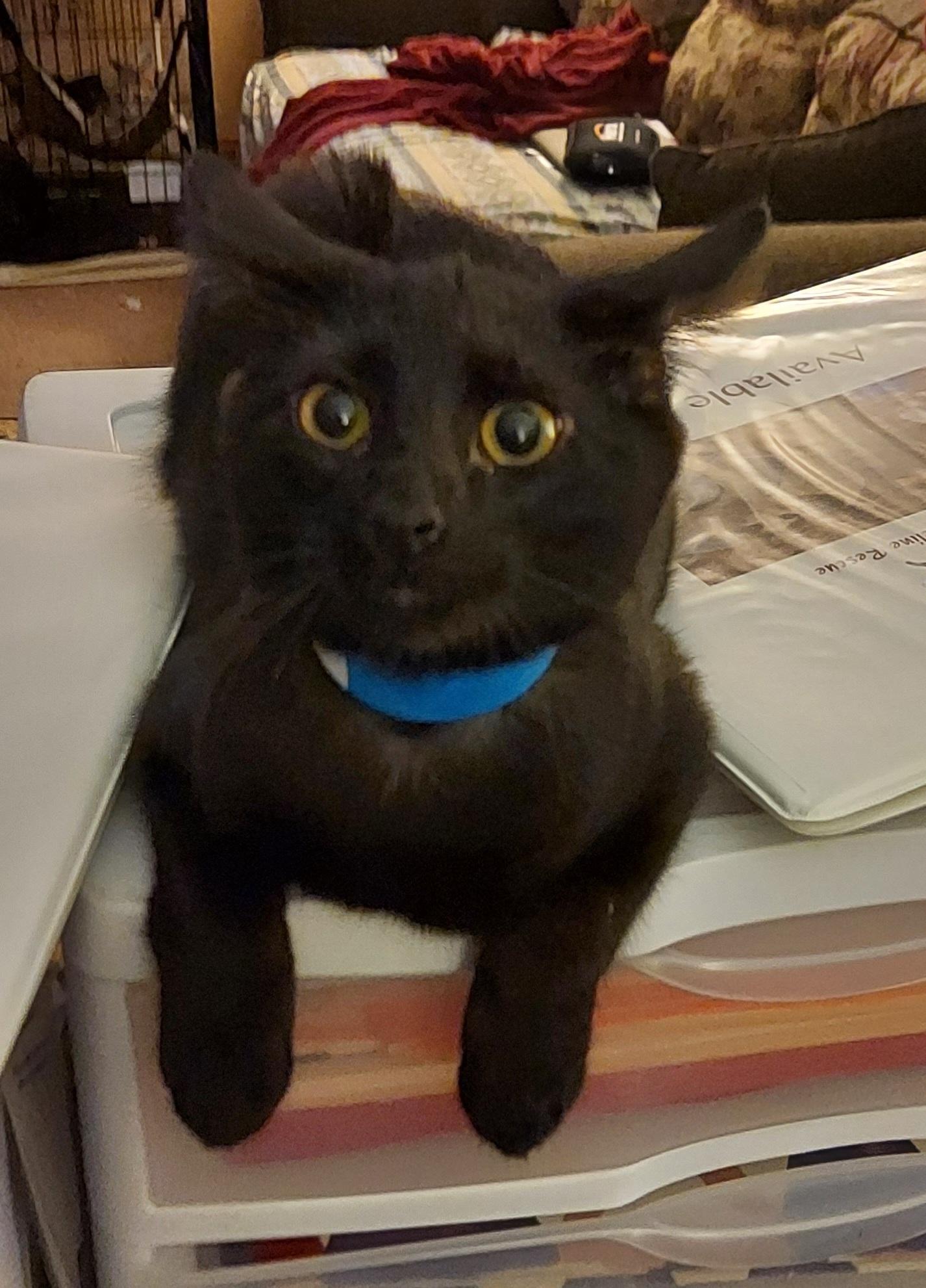 Haley, Adoptable, Adult Female Domestic Short Hair.