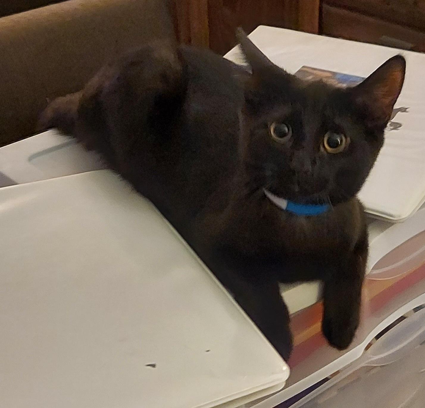 Enlarge Haley, a Adoptable Domestic Short Hair in RIVERSIDE, CA image 2/2