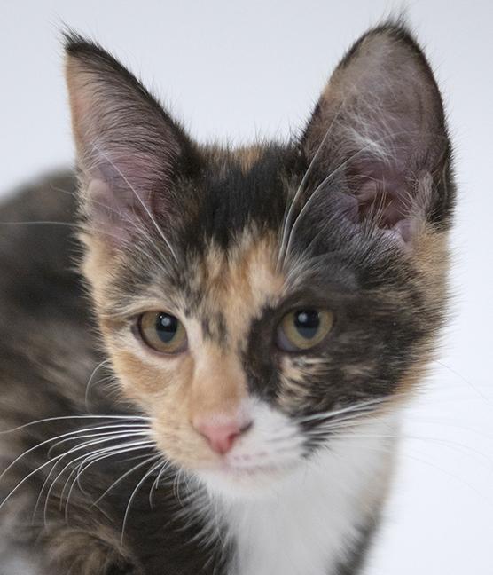 Enlarge Alexis, a ADOPTABLE mixed breed in Chicago, IL image 5/6