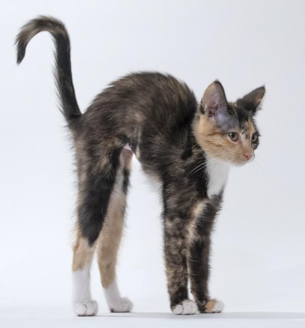 Enlarge Alexis, a ADOPTABLE mixed breed in Chicago, IL image 6/6