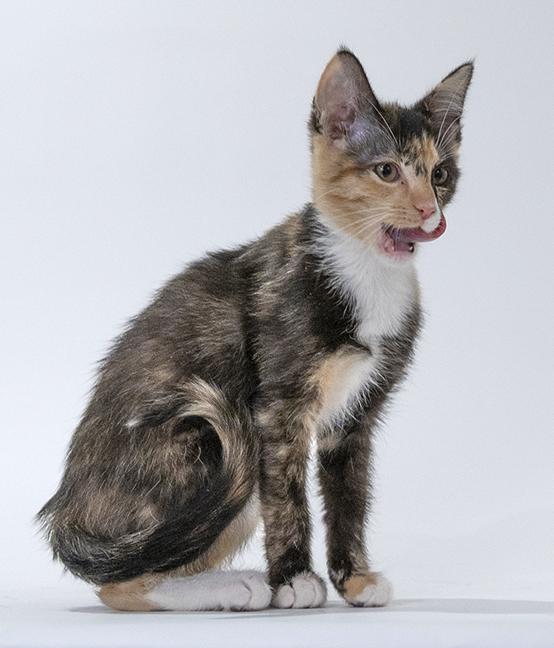 Enlarge Alexis, a ADOPTABLE mixed breed in Chicago, IL image 3/6