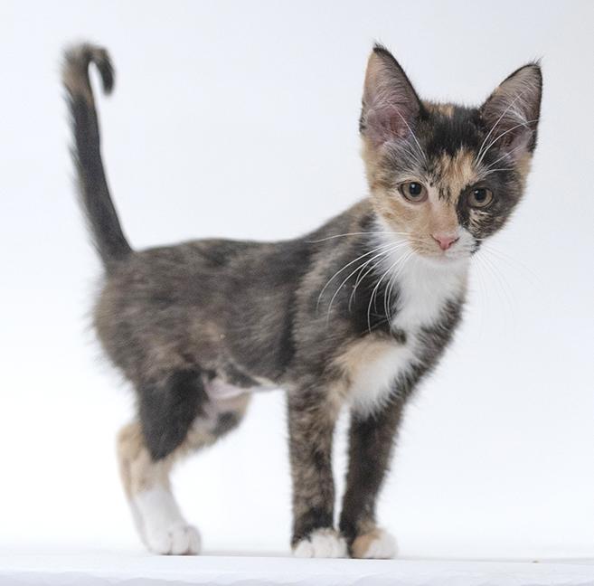 Enlarge Alexis, a ADOPTABLE mixed breed in Chicago, IL image 2/6