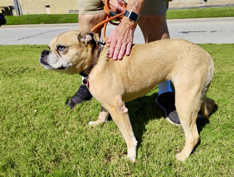 Puka, a Adoptable mixed breed in Tulsa, OK image 4/4