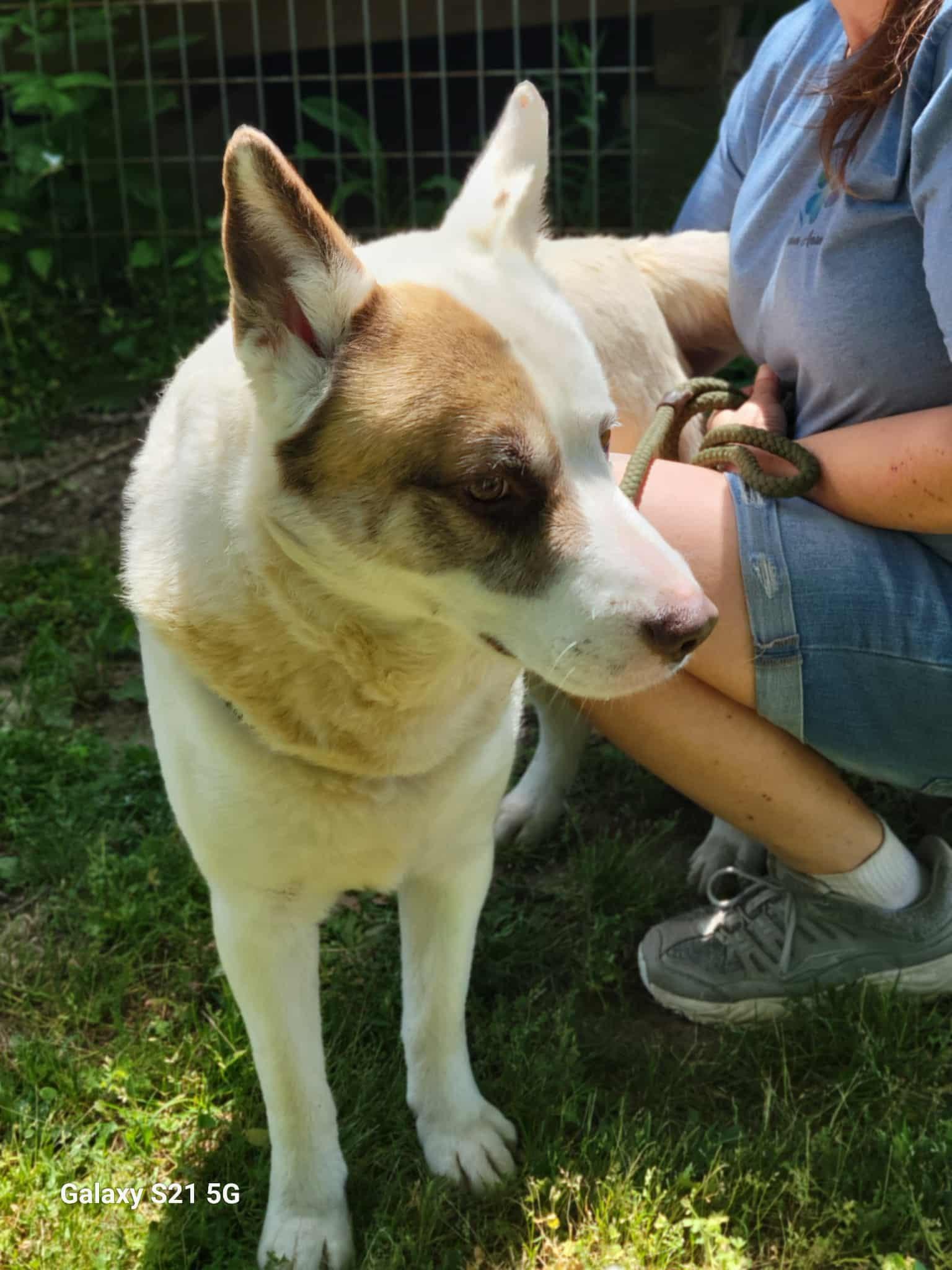 Patch, adopted, Adult Male White German Shepherd & Shepherd.
