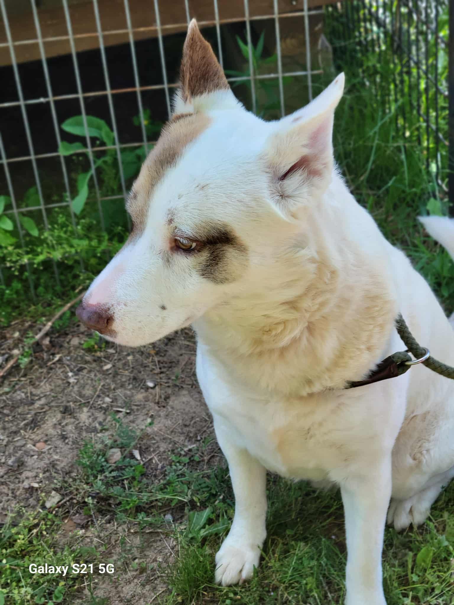 Patch, an adopted mixed breed in Bolivar, TN image 2/2