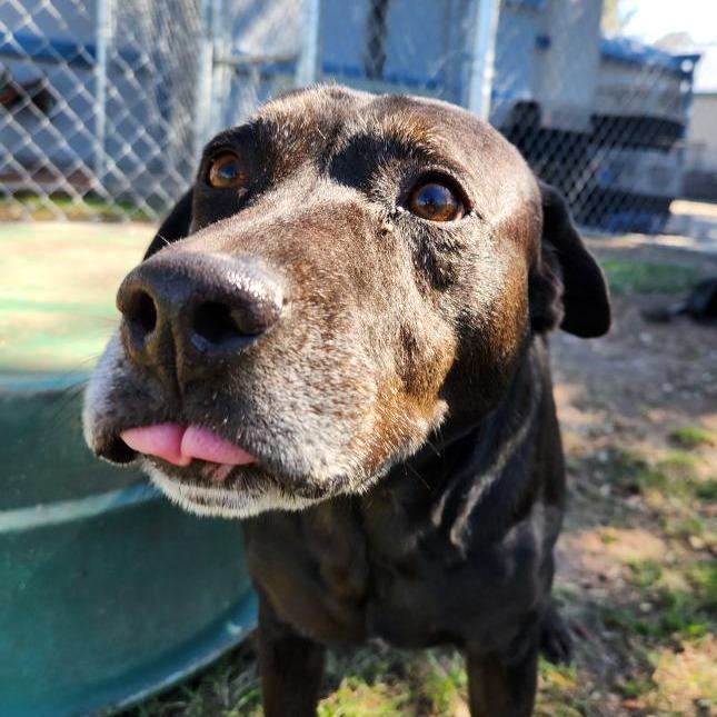 Enlarge Marty, a Adoptable mixed breed in Corpus Christi, TX image 1/6