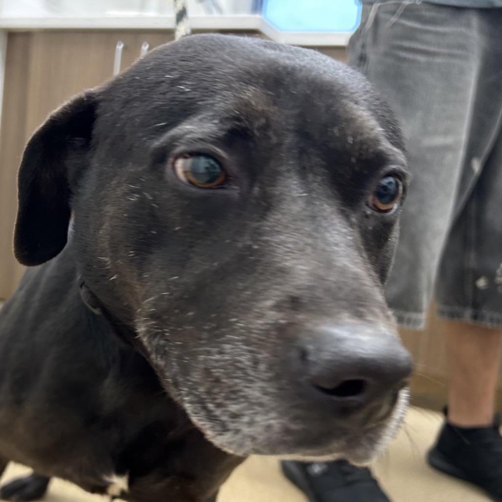 Enlarge Marty, a Adoptable mixed breed in Corpus Christi, TX image 6/6