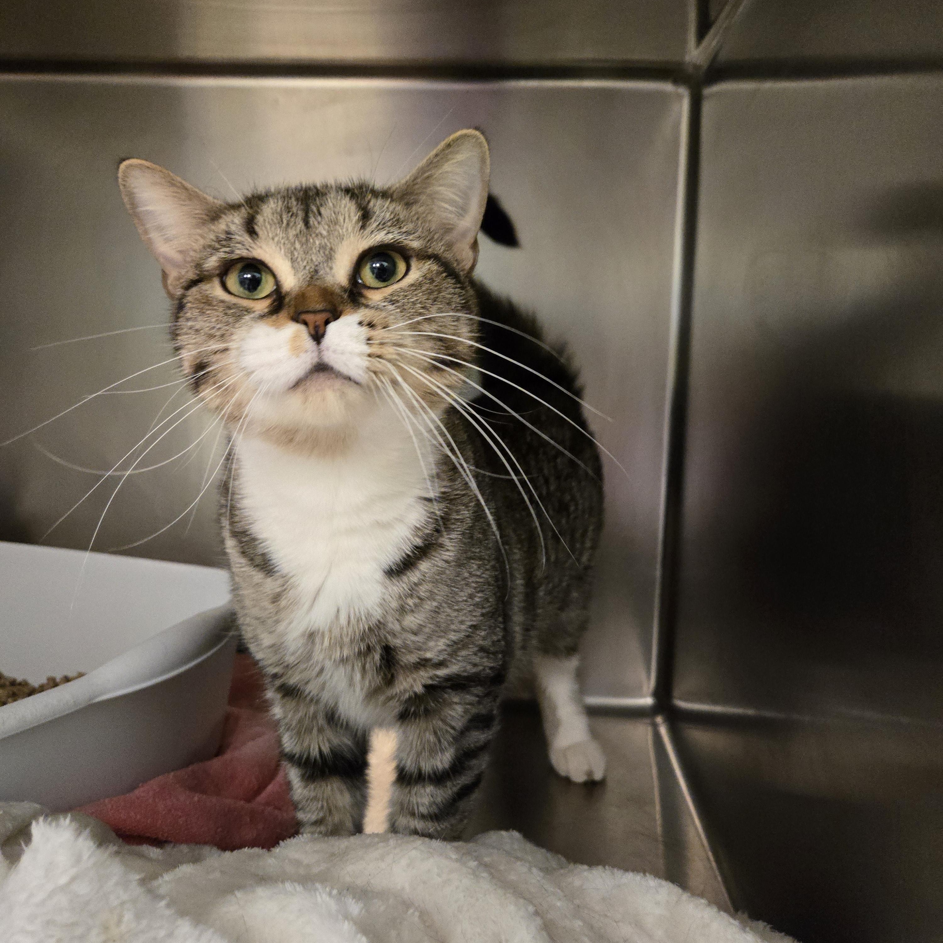 Lana, Adoptable, Adult Female Domestic Short Hair.