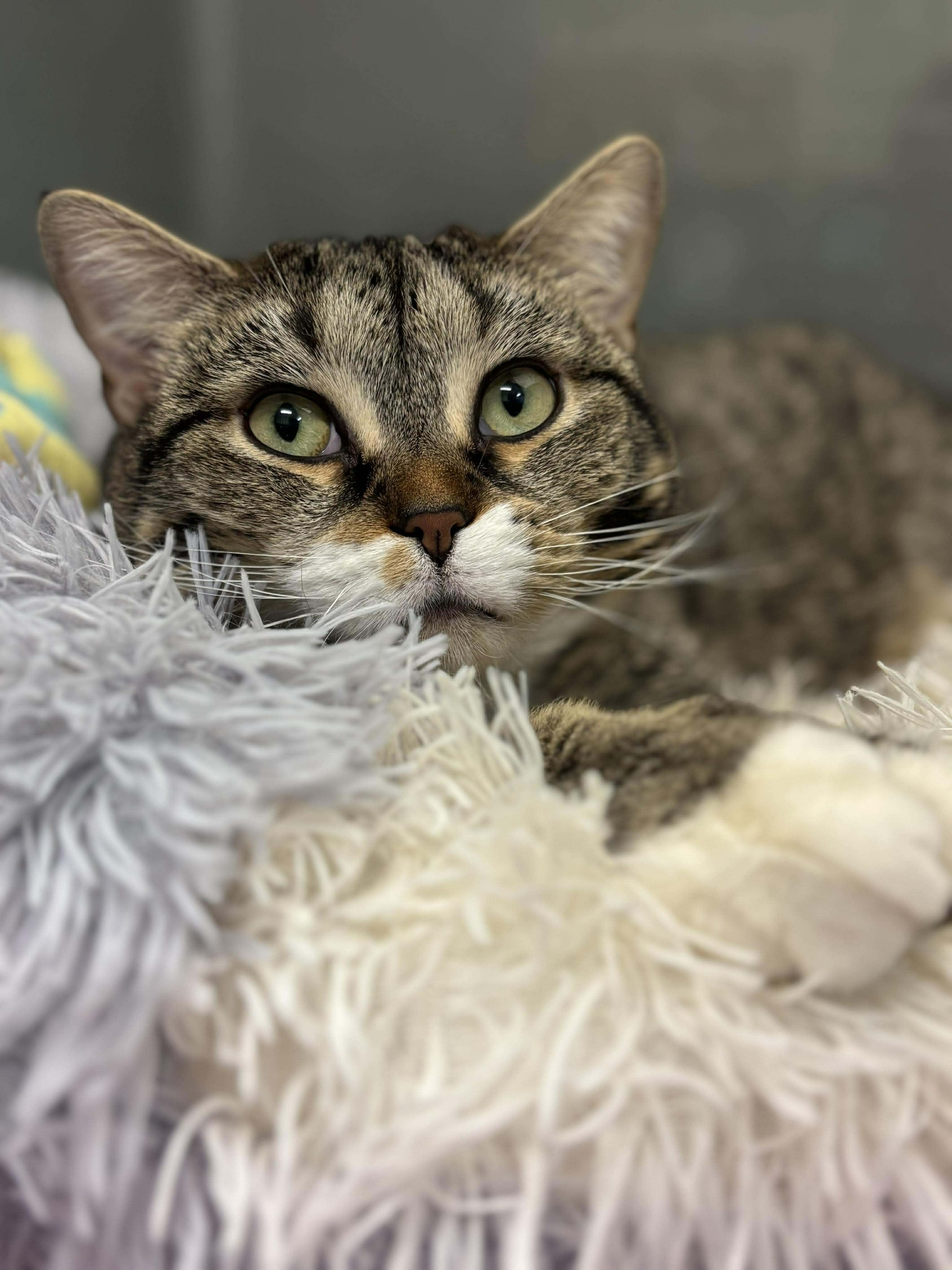 Lana, Adoptable, Adult Female Domestic Short Hair.