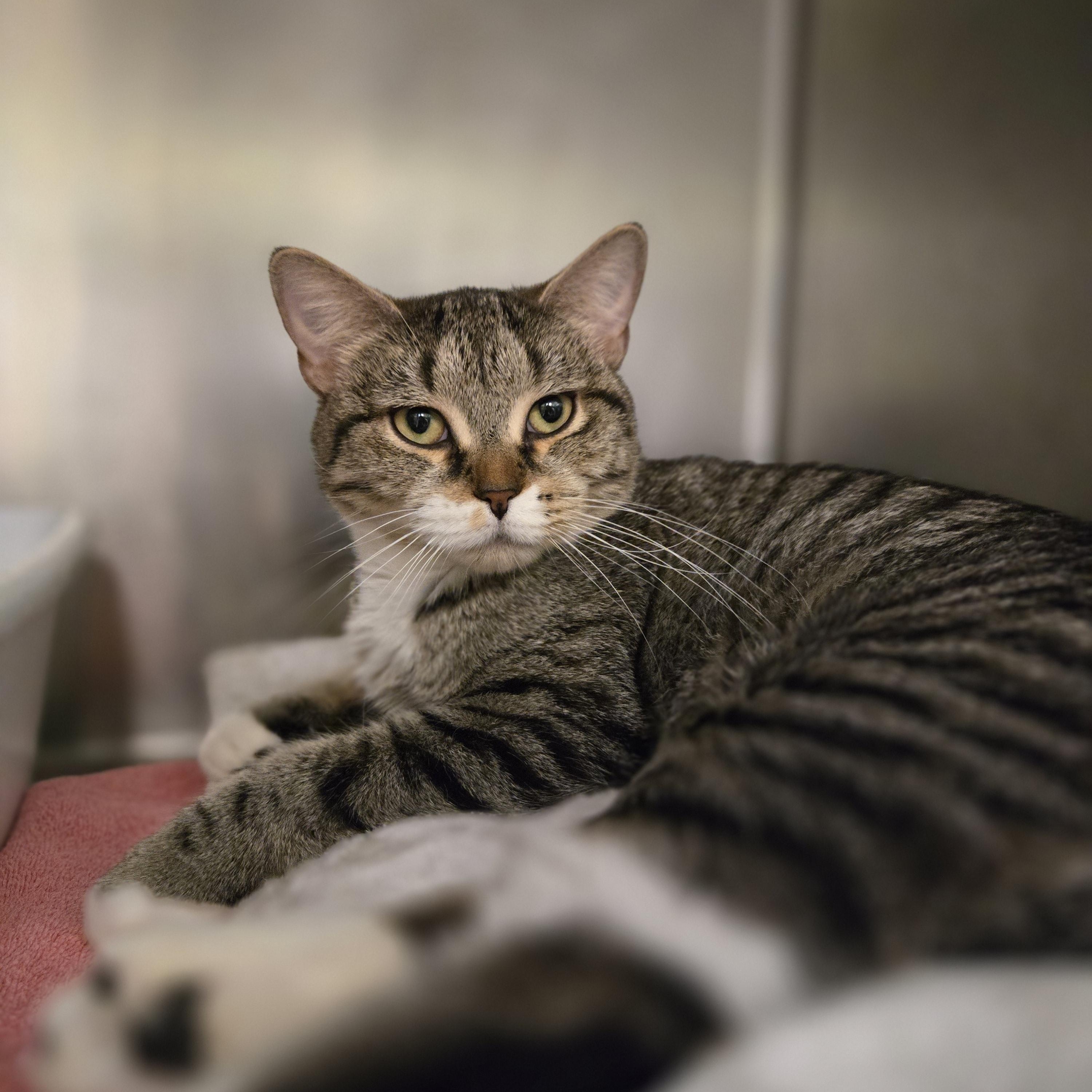 Lana, a Adoptable Domestic Short Hair in Paris, ME image 2/2