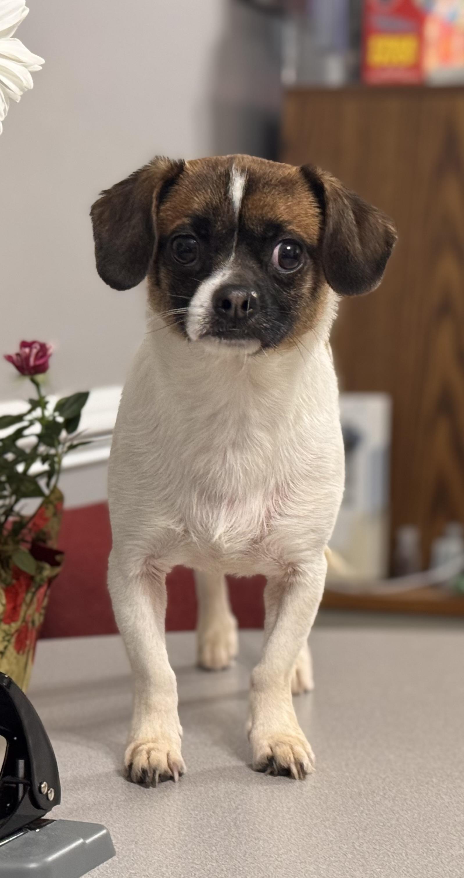 Jack-Jack, Adopted, Adult Male Chihuahua & Pug.