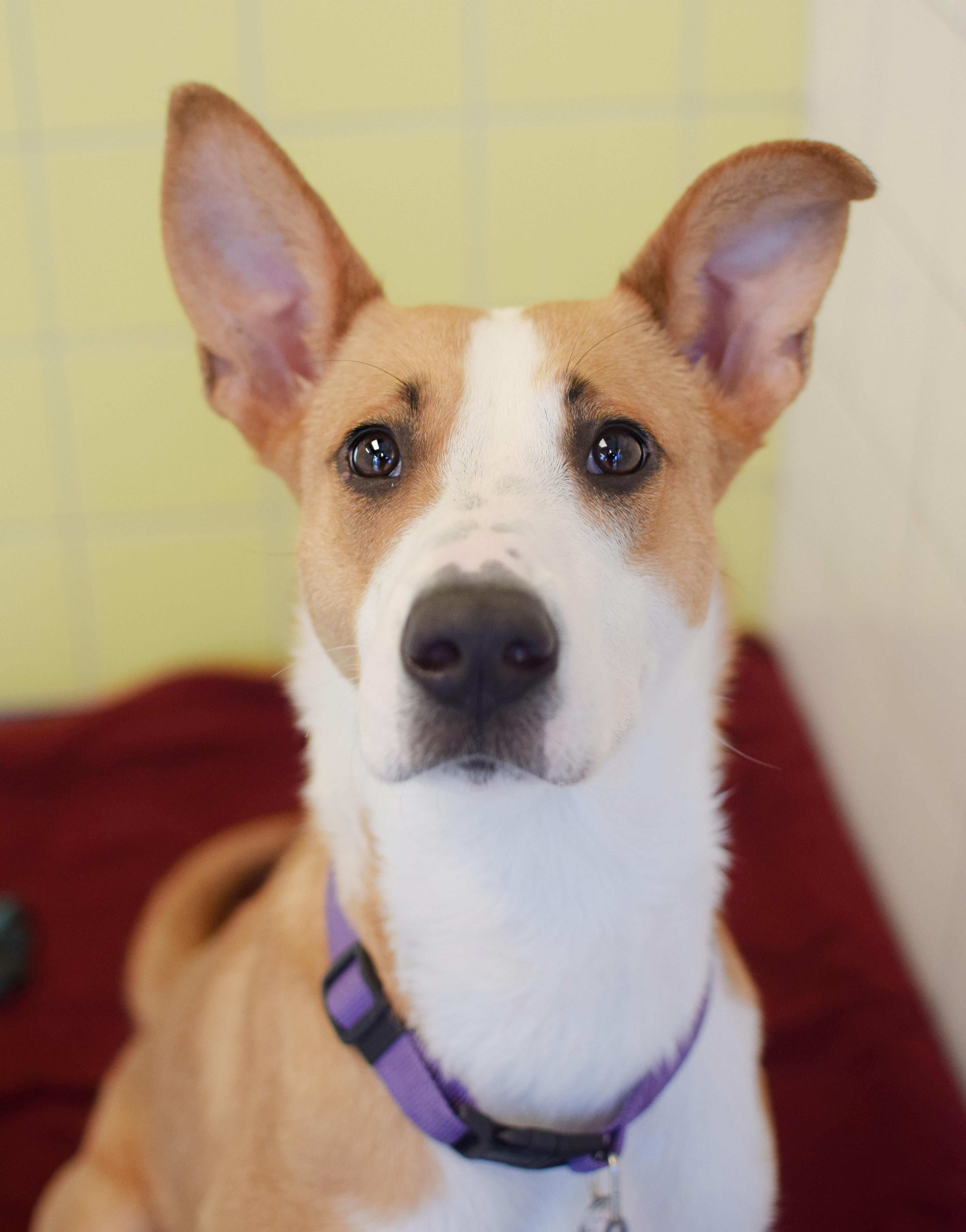 Carmella, Adoptable, Adult Female Border Collie & Labrador Retriever.