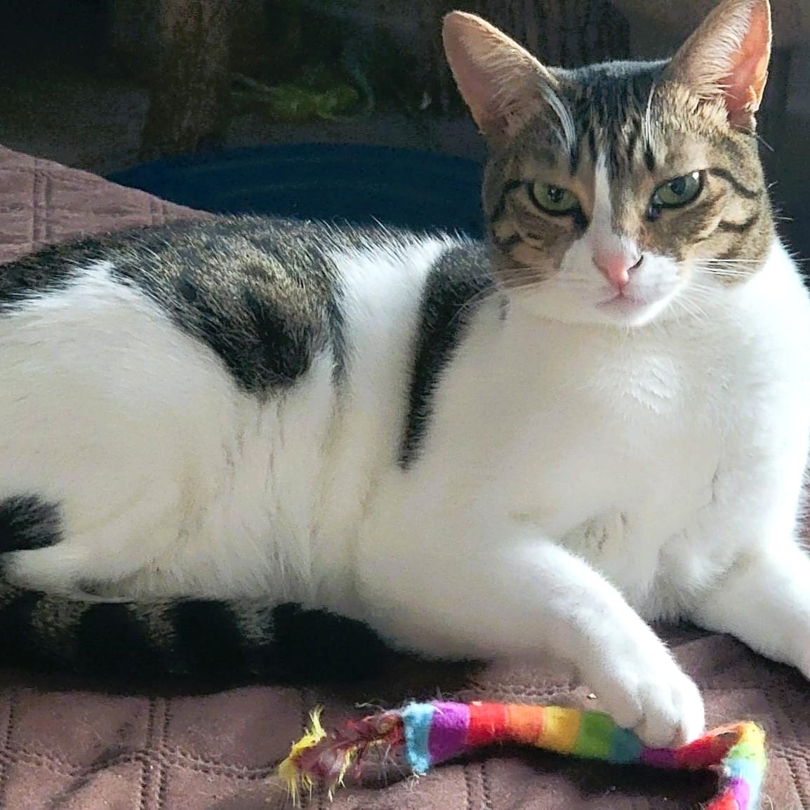 Beauti-Wonder-FULLA, a ADOPTABLE mixed breed in Mississauga, ON image 1/6