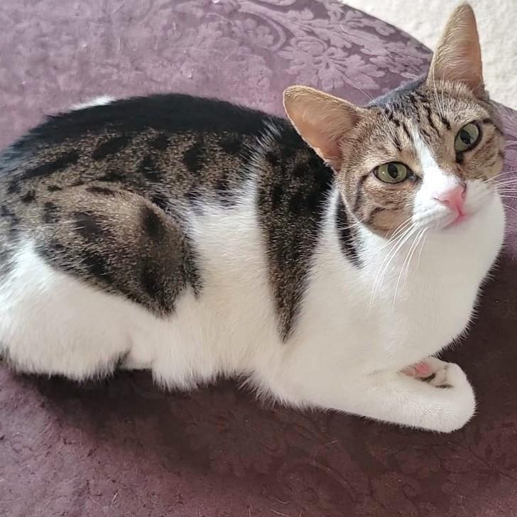 Beauti-Wonder-FULLA, a ADOPTABLE mixed breed in Mississauga, ON image 5/6