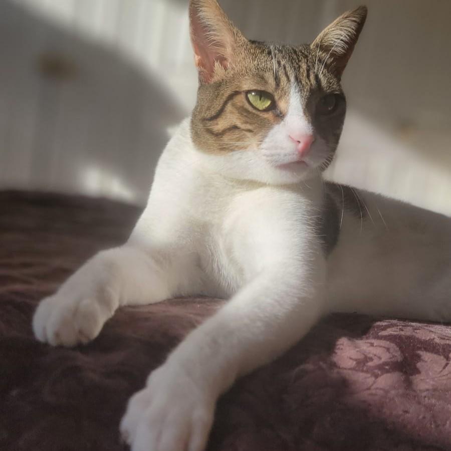 Beauti-Wonder-FULLA, a ADOPTABLE mixed breed in Mississauga, ON image 3/6