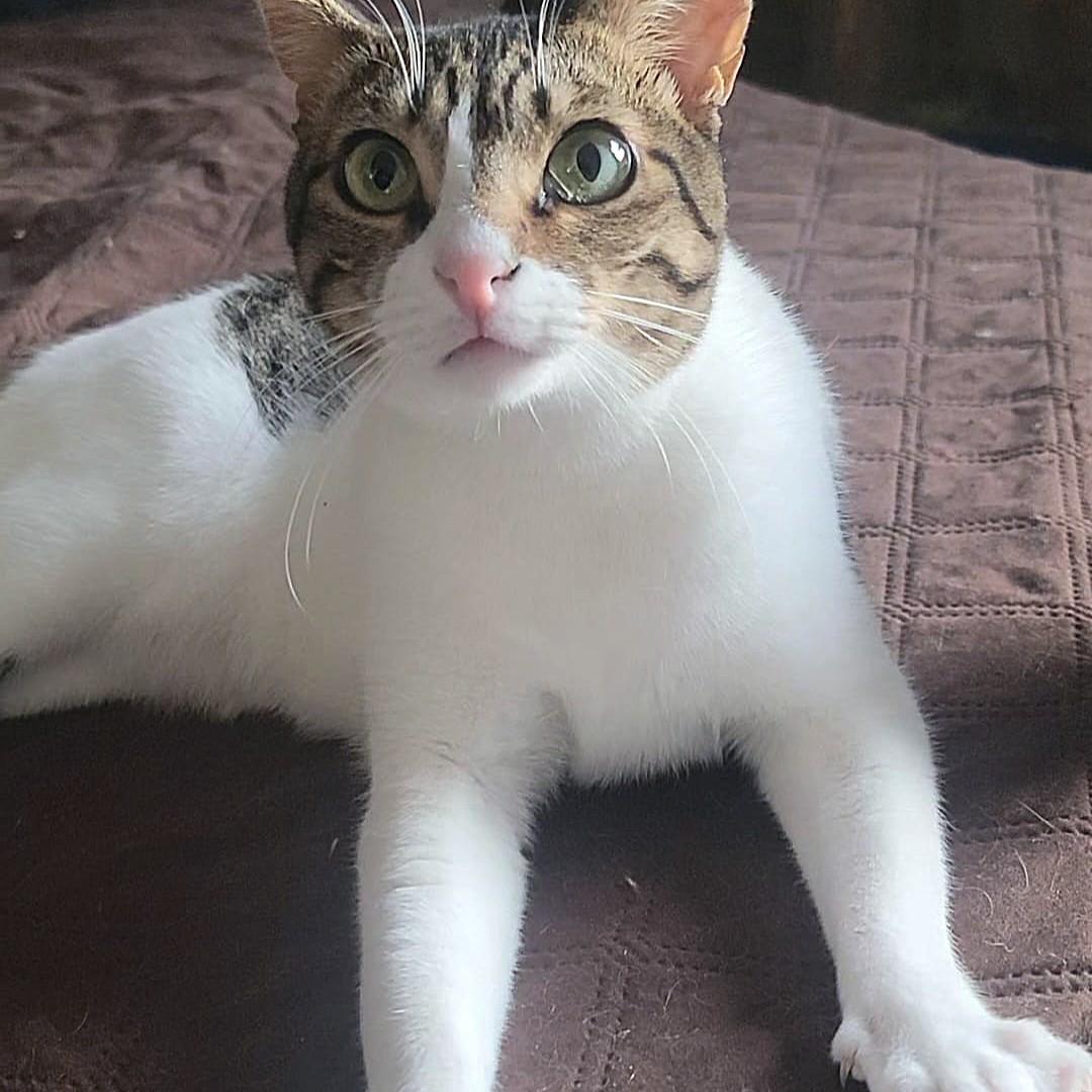 Beauti-Wonder-FULLA, a ADOPTABLE mixed breed in Mississauga, ON image 6/6