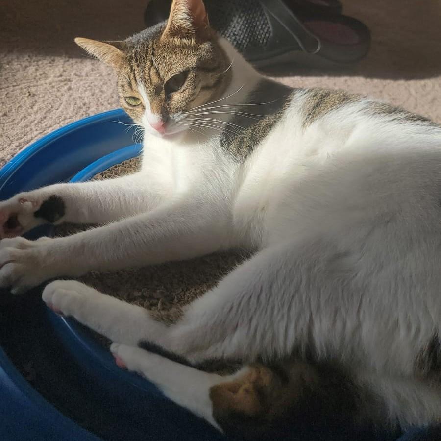 Beauti-Wonder-FULLA, a ADOPTABLE mixed breed in Mississauga, ON image 4/6