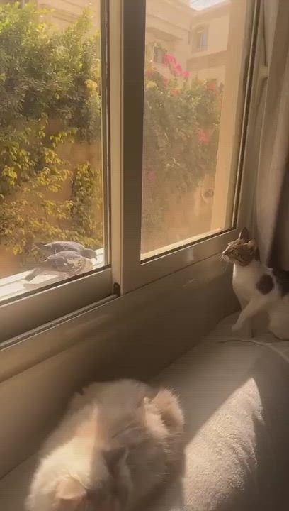 Enlarge Beauti-Wonder-FULLA, a ADOPTABLE mixed breed in Mississauga, ON video 2/6