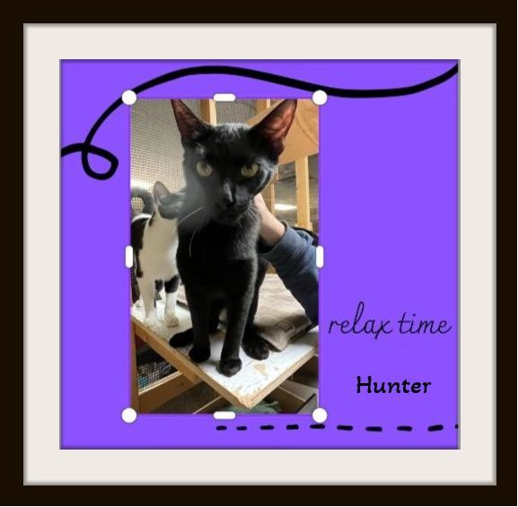 Hunter - Character, Super Lovey, an adopted Siamese & Domestic Short Hair Mix in Snow Camp, NC_image-1