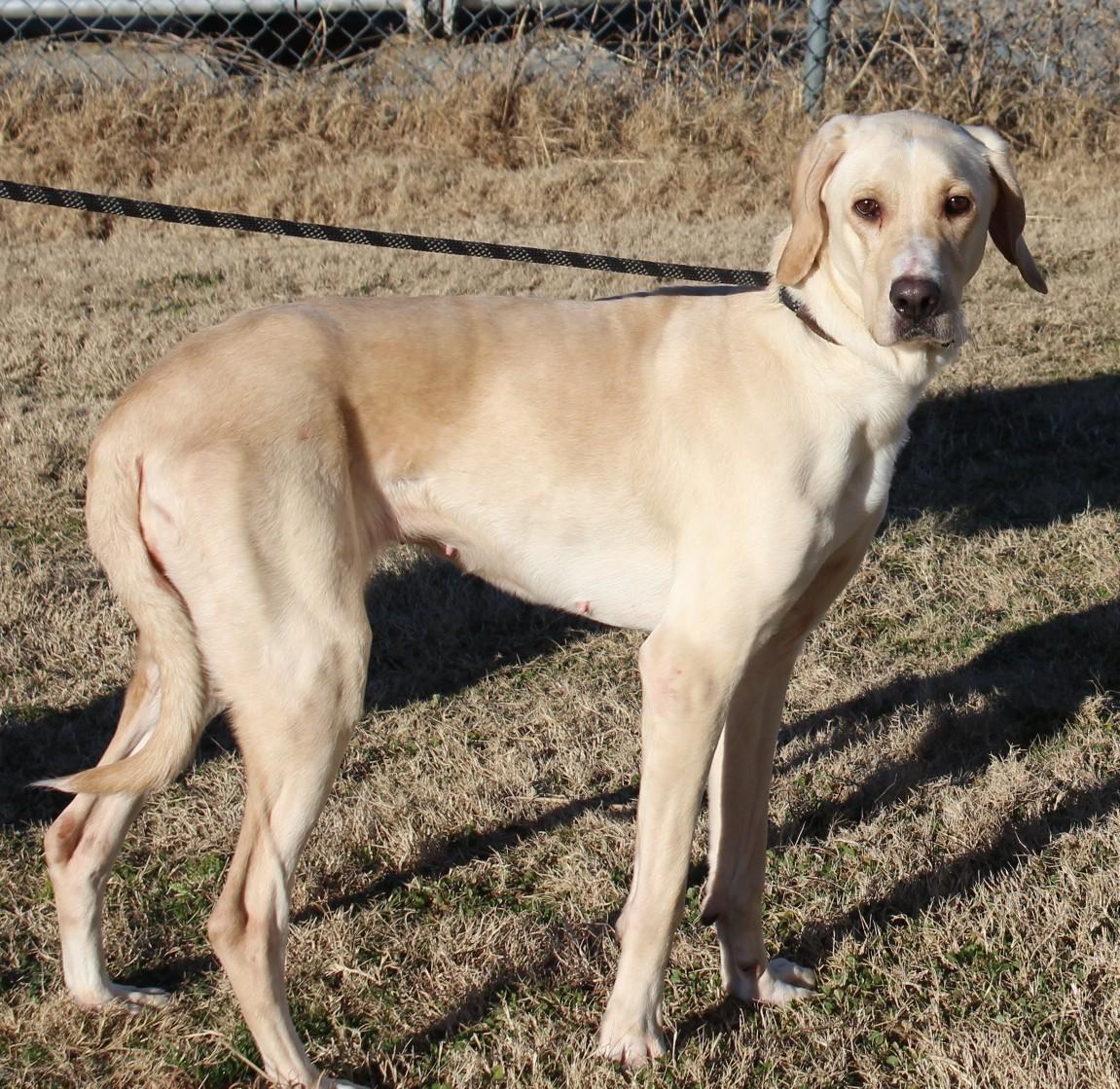 Enlarge SADIE, a ADOPTABLE Hound in Claremore, OK image 2/2