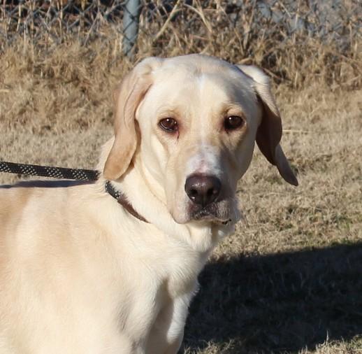 Enlarge SADIE, a ADOPTABLE Hound in Claremore, OK image 1/2