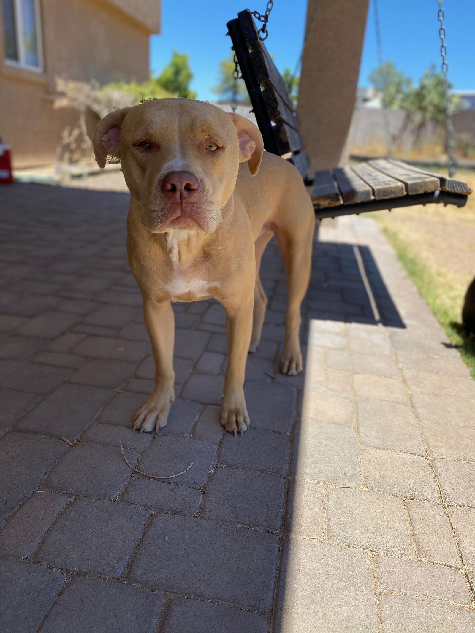 FLASH #2, Adopted, Adult Male American Staffordshire Terrier.