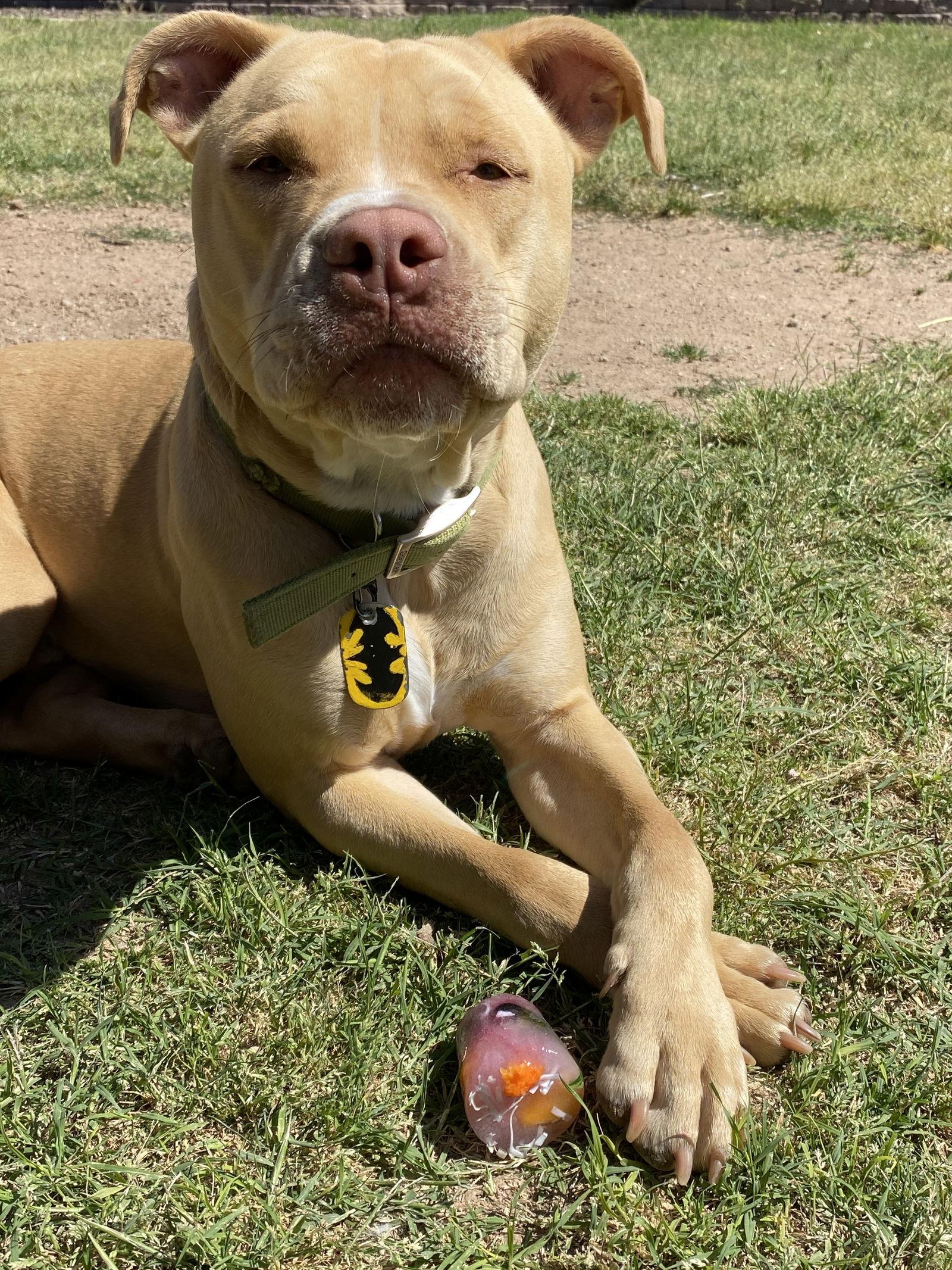 FLASH #2, Adopted, Adult Male American Staffordshire Terrier.