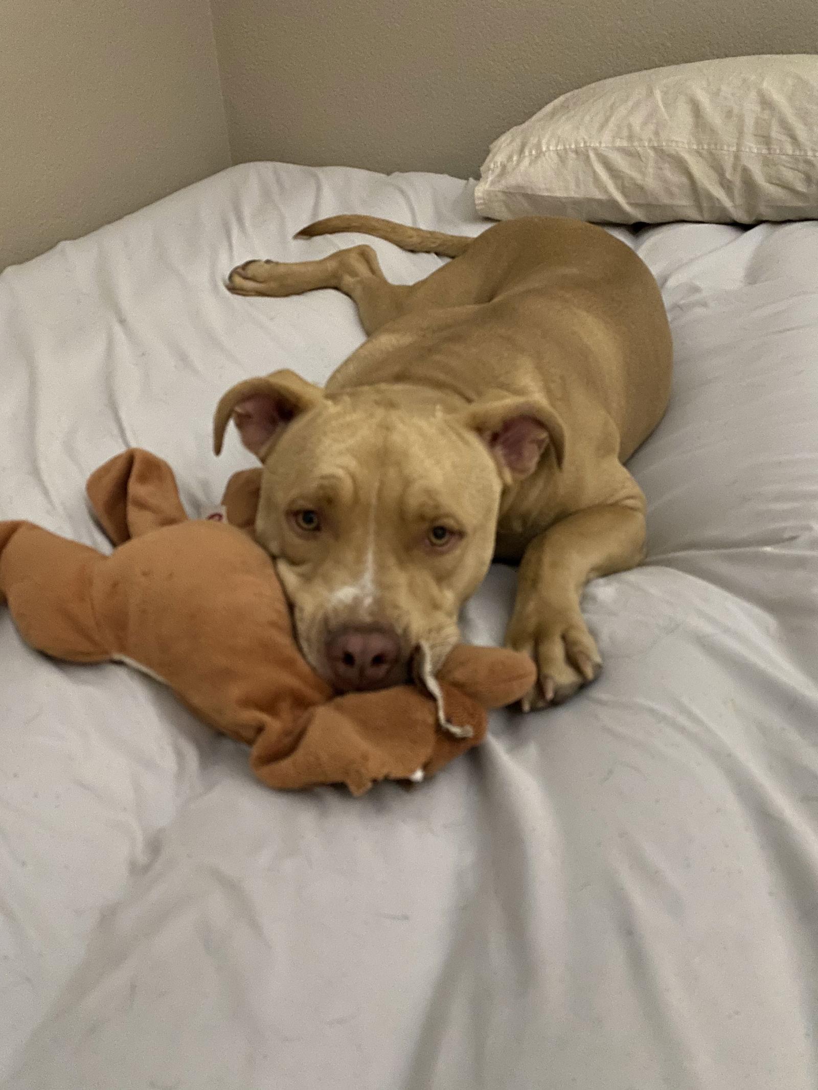 FLASH #2, a Adopted American Staffordshire Terrier in Chandler, AZ image 3/3