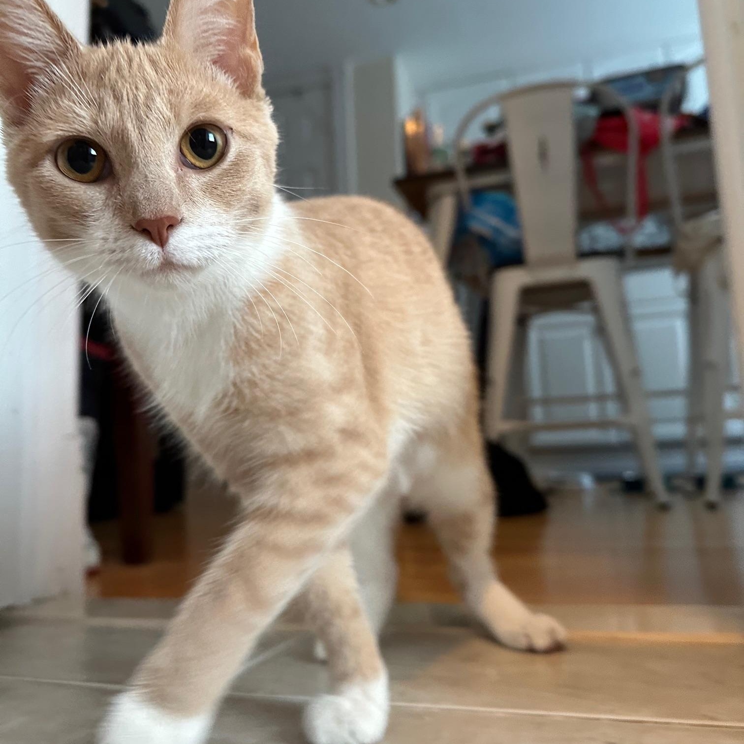Jade Domestic Short Hair Cat