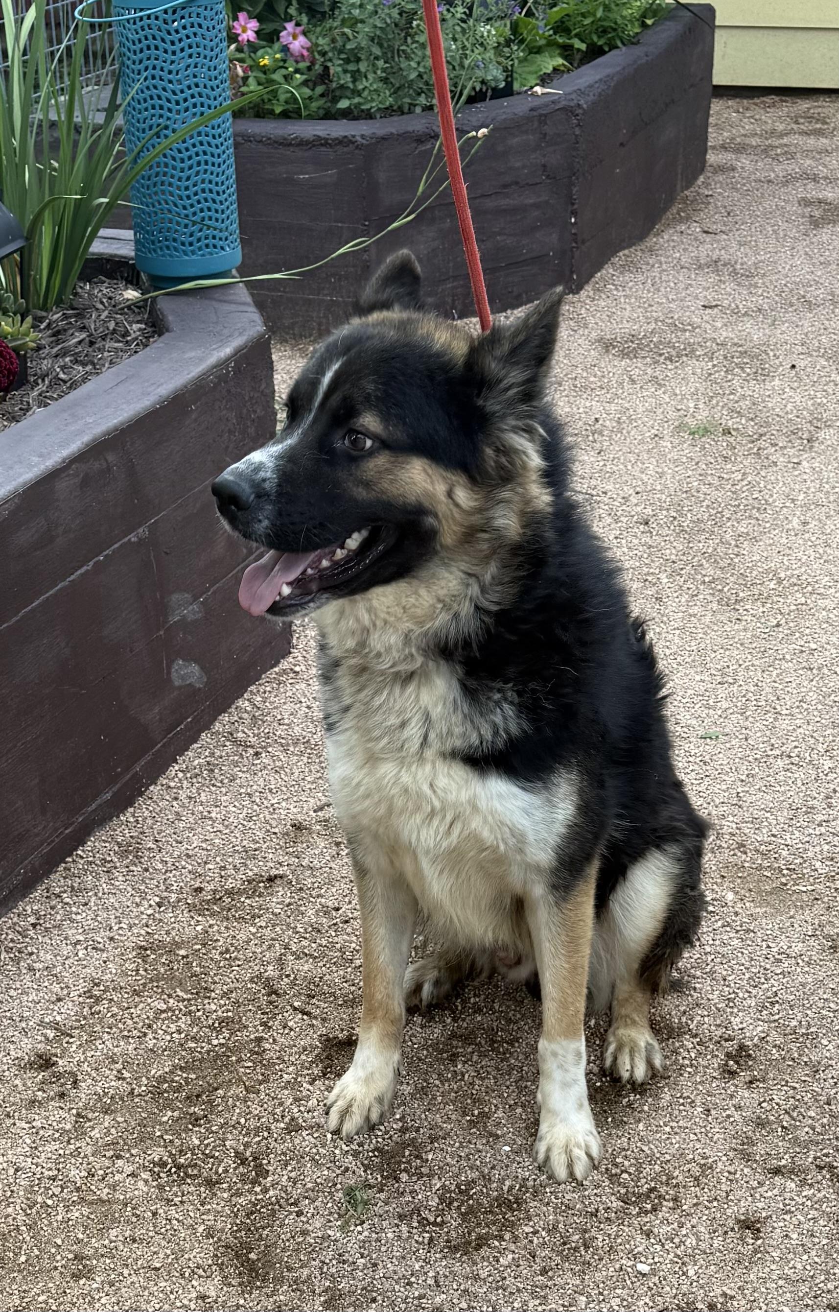 Enlarge Mack, a Adoptable German Shepherd Dog in Round Rock, TX image 2/3