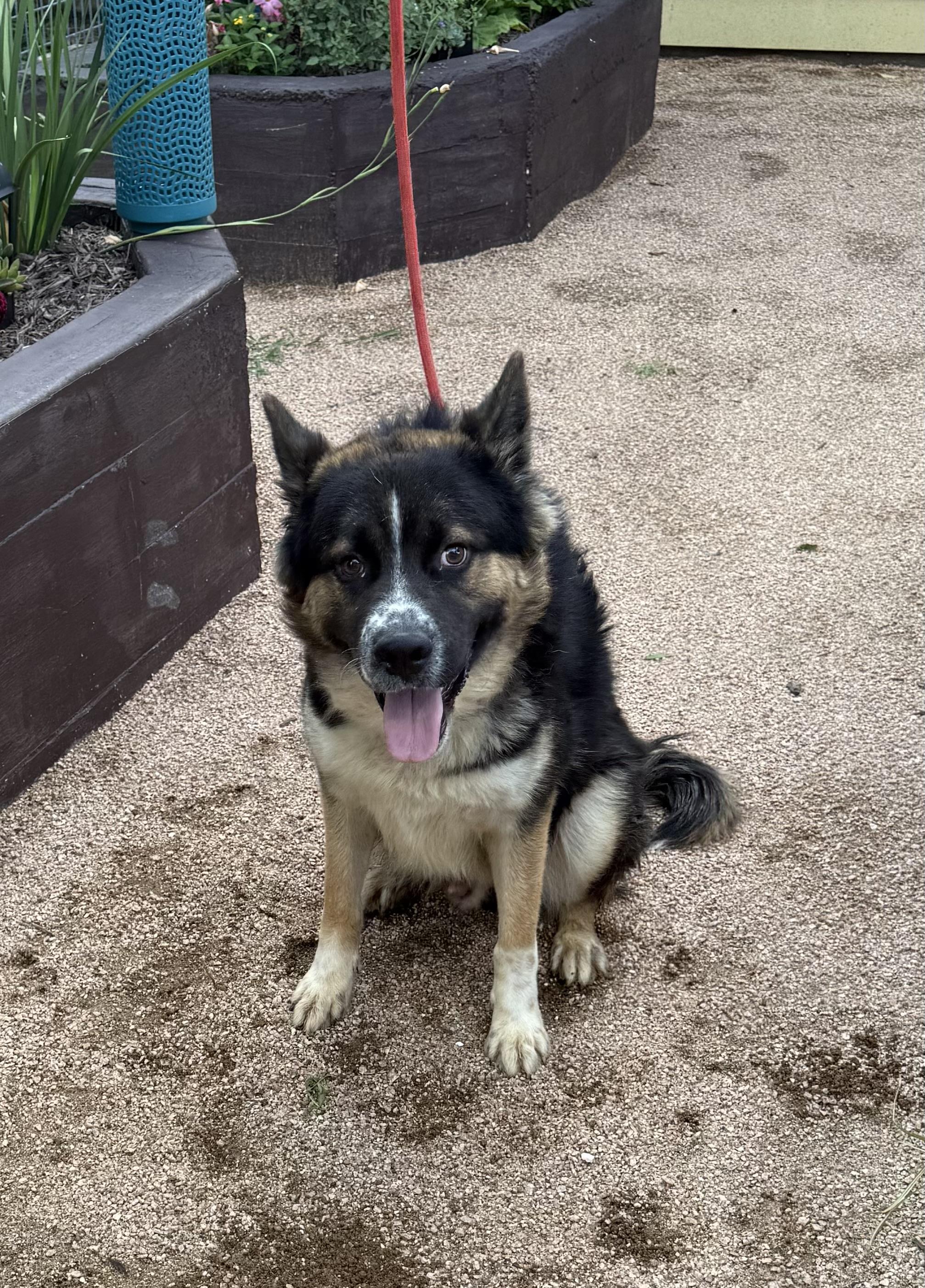Enlarge Mack, a Adoptable German Shepherd Dog in Round Rock, TX image 3/3