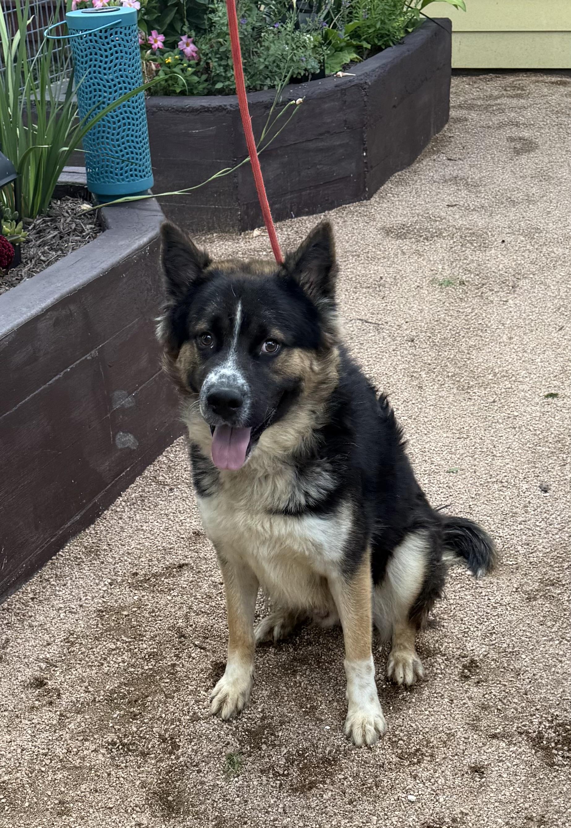 Mack, Adoptable, Adult Male German Shepherd Dog.