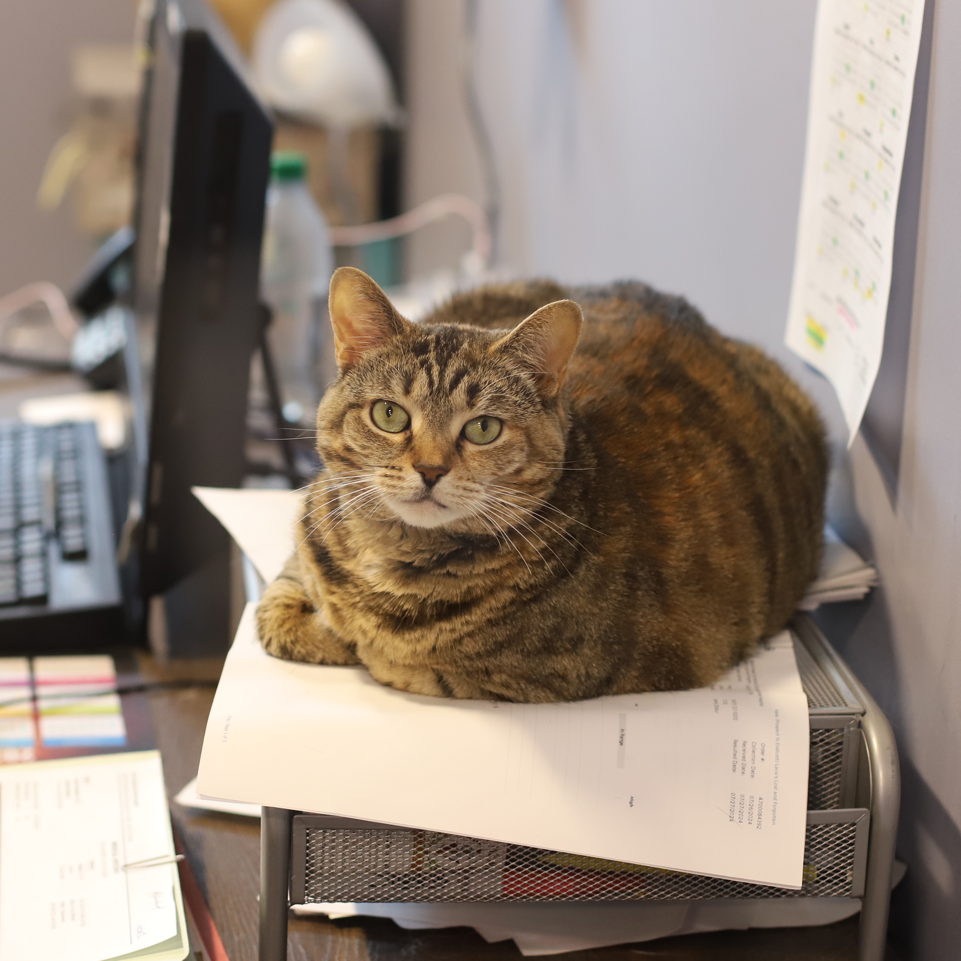 Enlarge Rhea, a Adoptable Tabby in Endicott, NY image 3/4