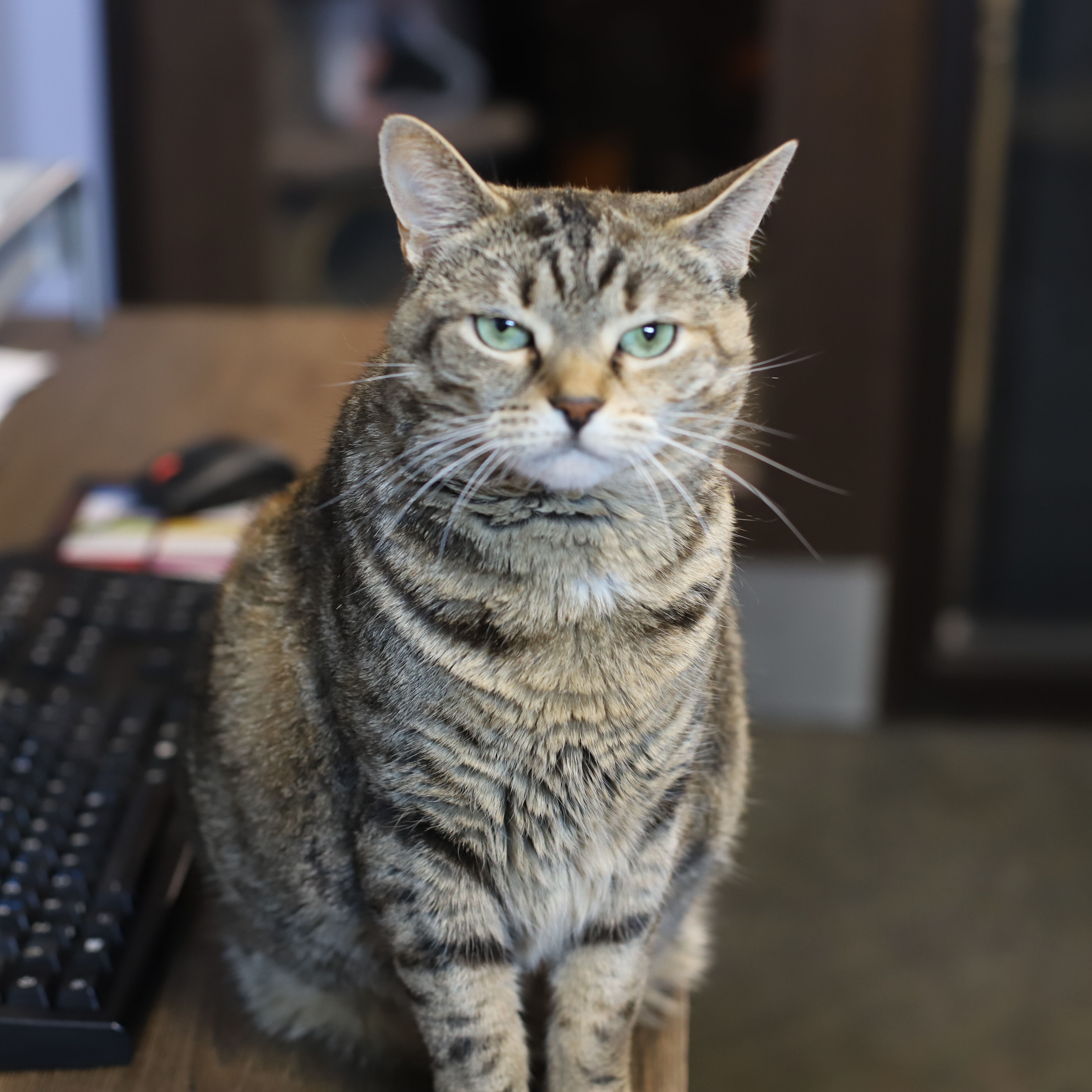 Enlarge Rhea, a Adoptable Tabby in Endicott, NY image 4/4