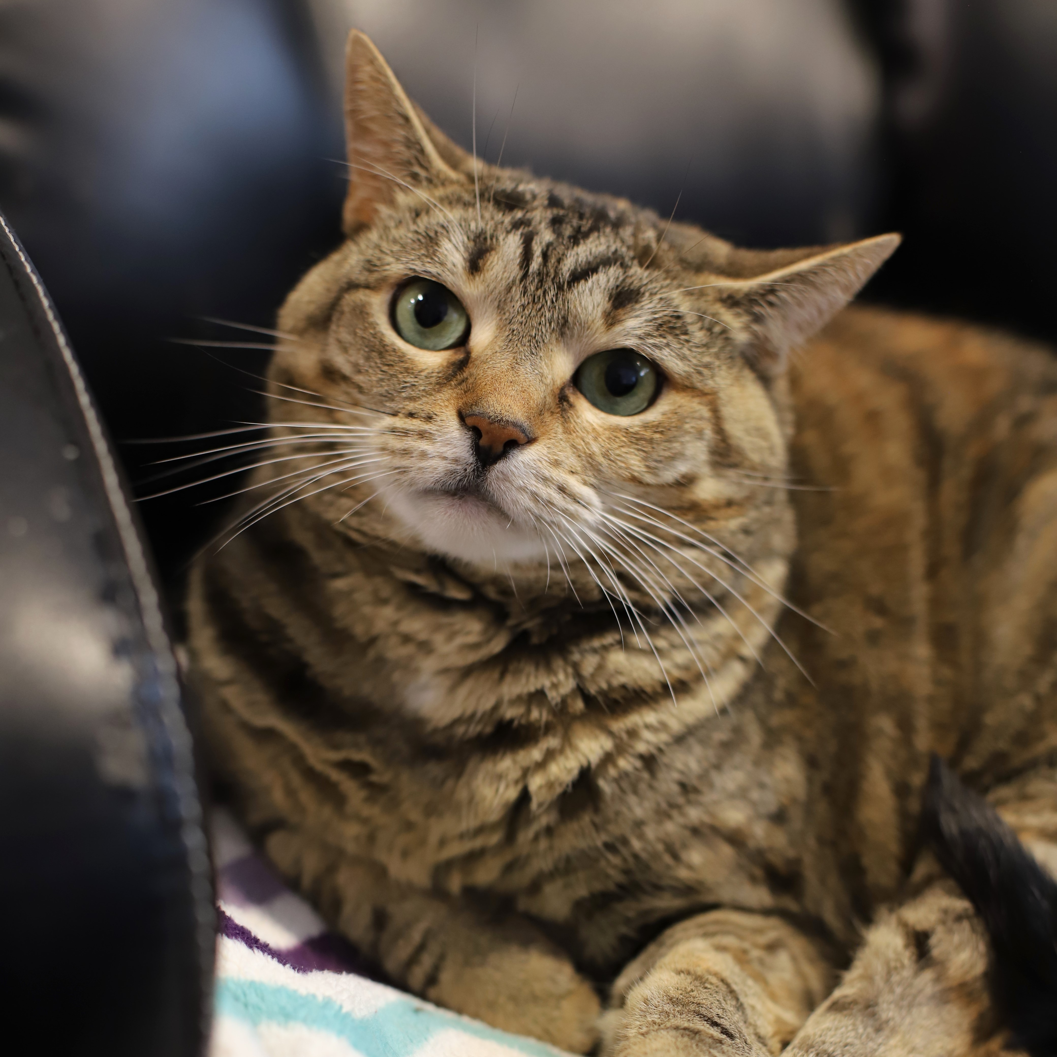 Enlarge Rhea, a Adoptable Tabby in Endicott, NY image 1/4