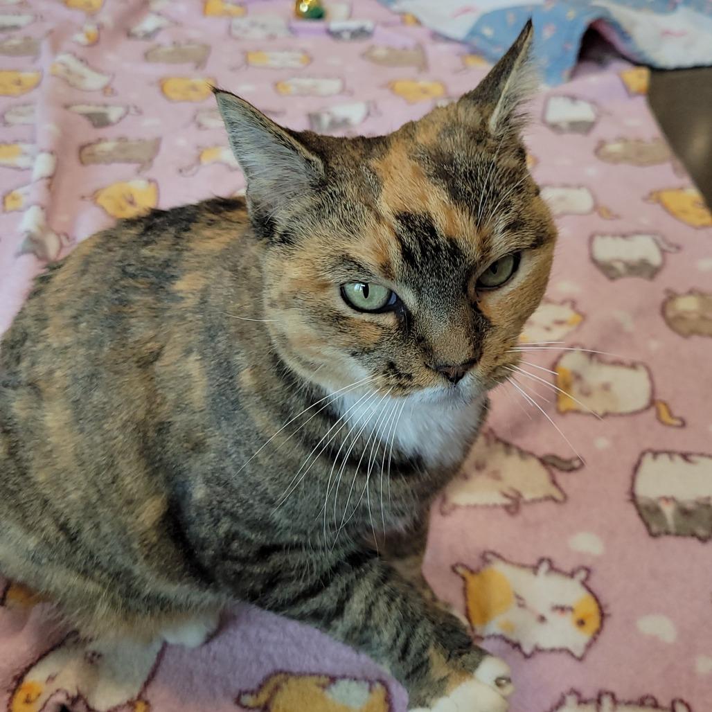 Sheba, Adoptable, Adult Female Domestic Short Hair.