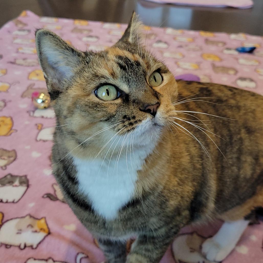 Bella, Adoptable, Adult Female Domestic Short Hair.