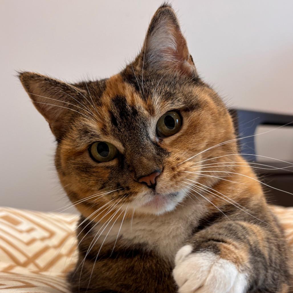 Bella, Adoptable, Adult Female Domestic Short Hair.