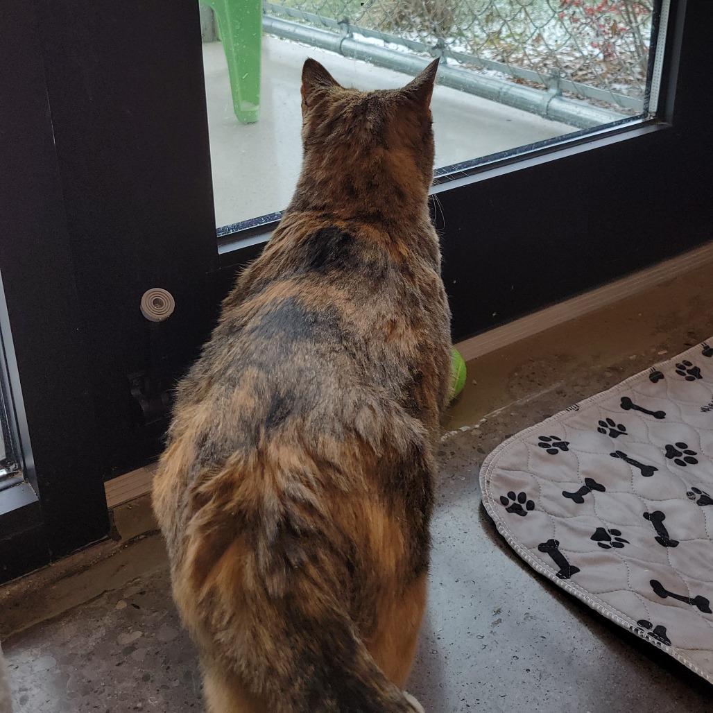 Enlarge Sheba, a Adoptable mixed breed in Nashville, IN image 4/6