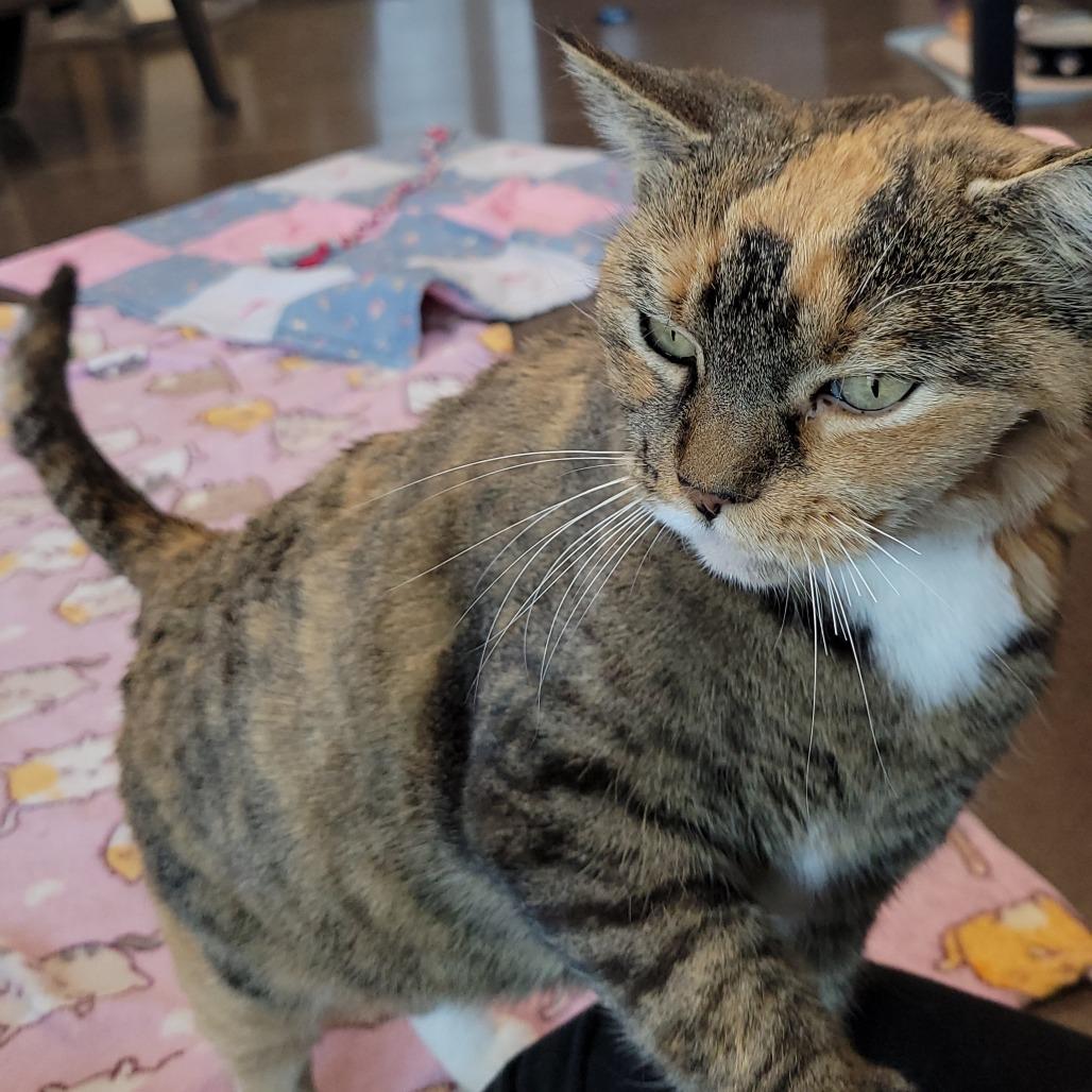 Enlarge Sheba, a Adoptable mixed breed in Nashville, IN image 5/6