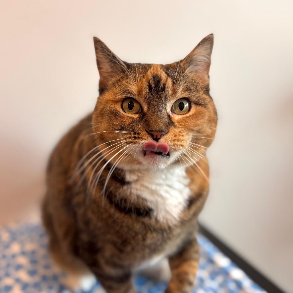 Enlarge Bella, a Adoptable mixed breed in Nashville, IN image 5/6